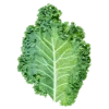 Kapusta