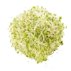 Vojtěška (Alfalfa)