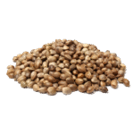 Protein z konopných semen