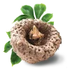 Kořen glukomannanu