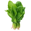 Špenát